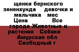 щенки бернского зененхунда. 2 девочки и 2 мальчика(2 мес.) › Цена ­ 22 000 - Все города Животные и растения » Собаки   . Амурская обл.,Свободный г.